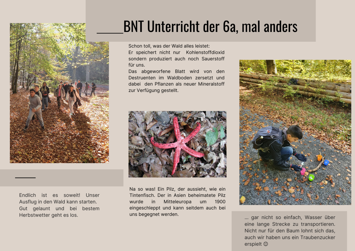 Webseite Waldtag BNT Unterricht 6a